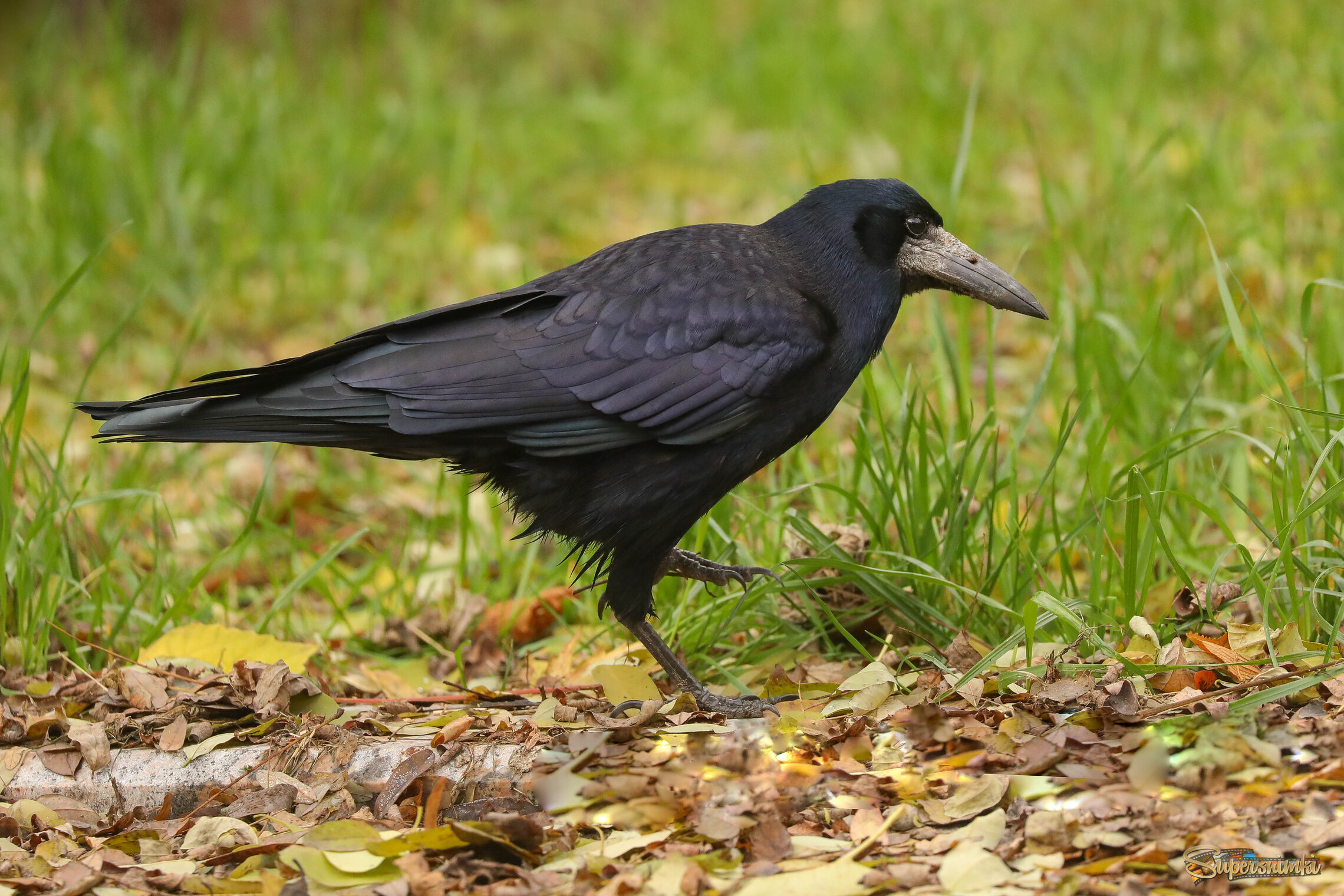 Пройдусь немного