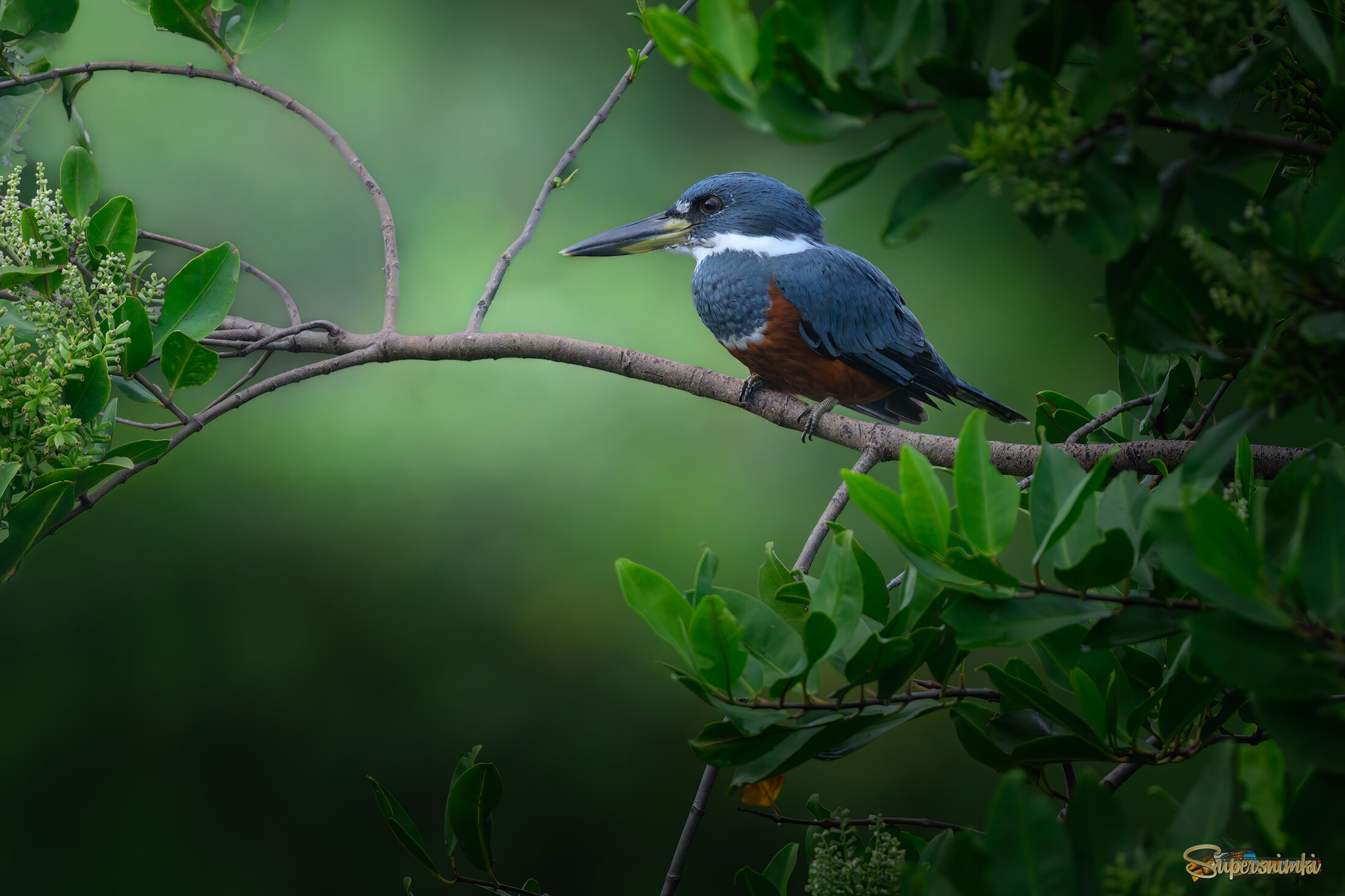 Ringed Kingfisher (m) 