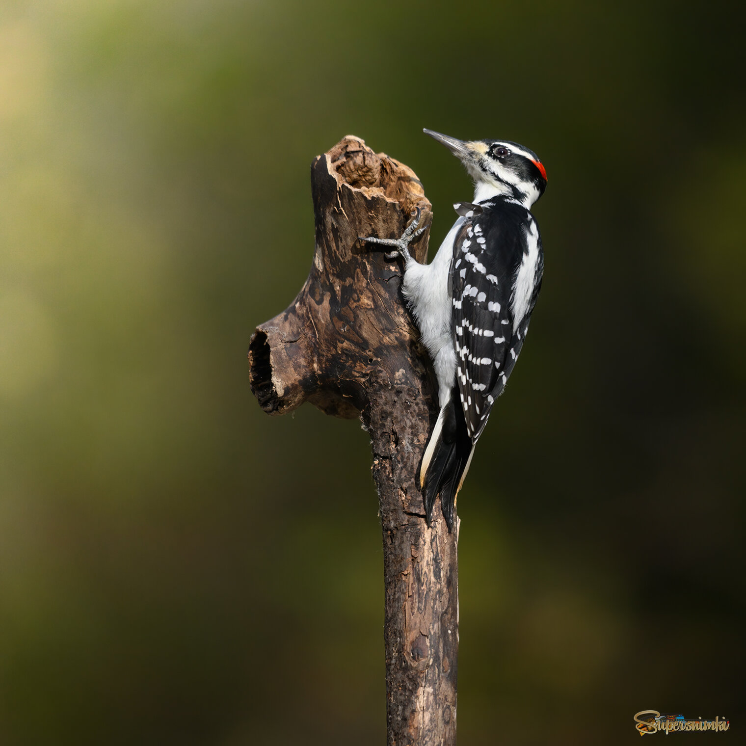 Hairy Woodpecker (m)