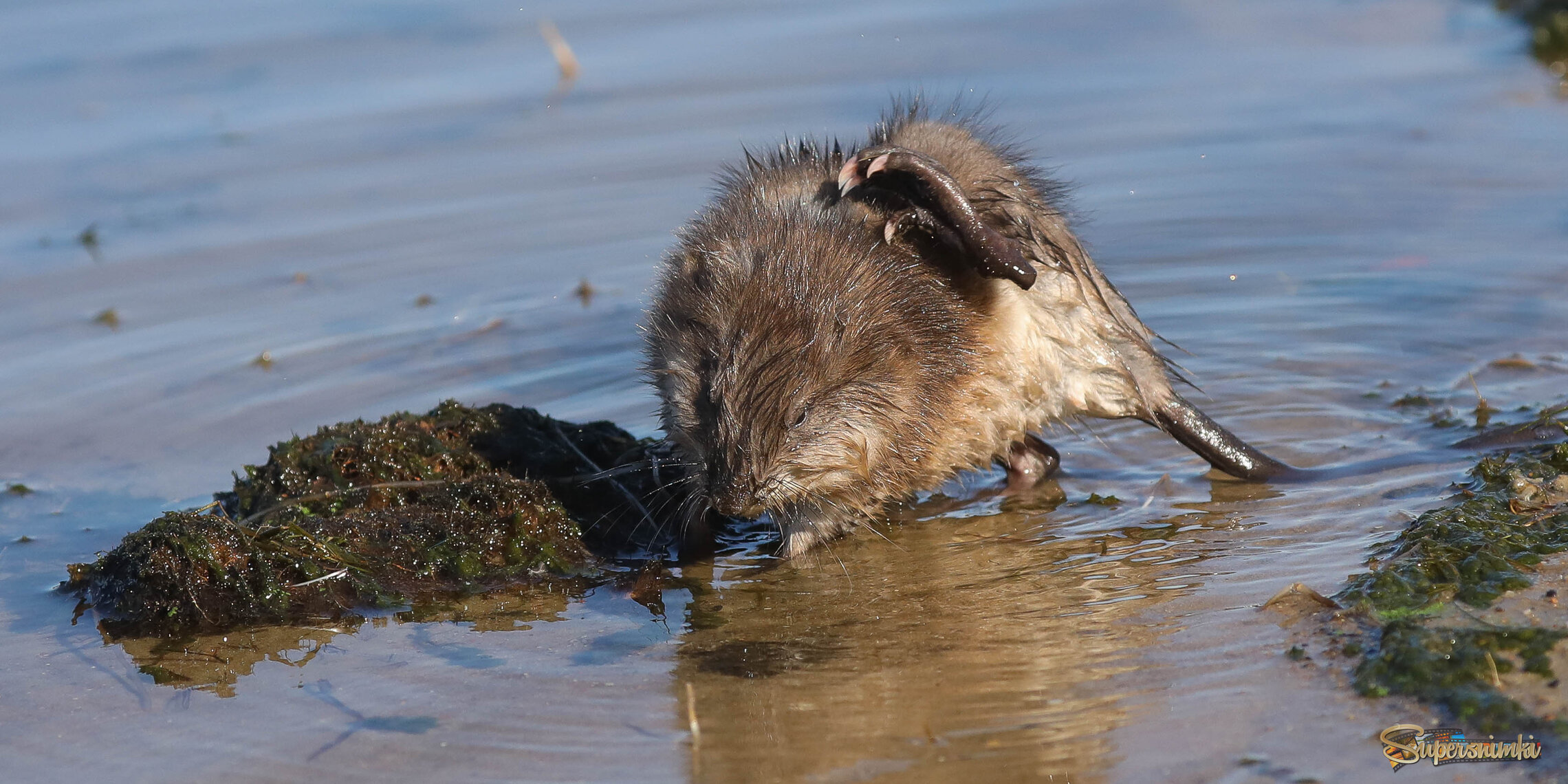 Ой-ой, ухо зачесалось!