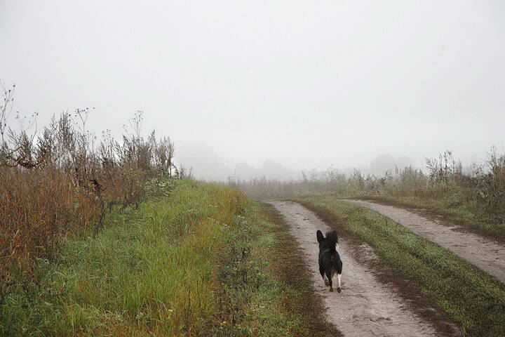 Дорога