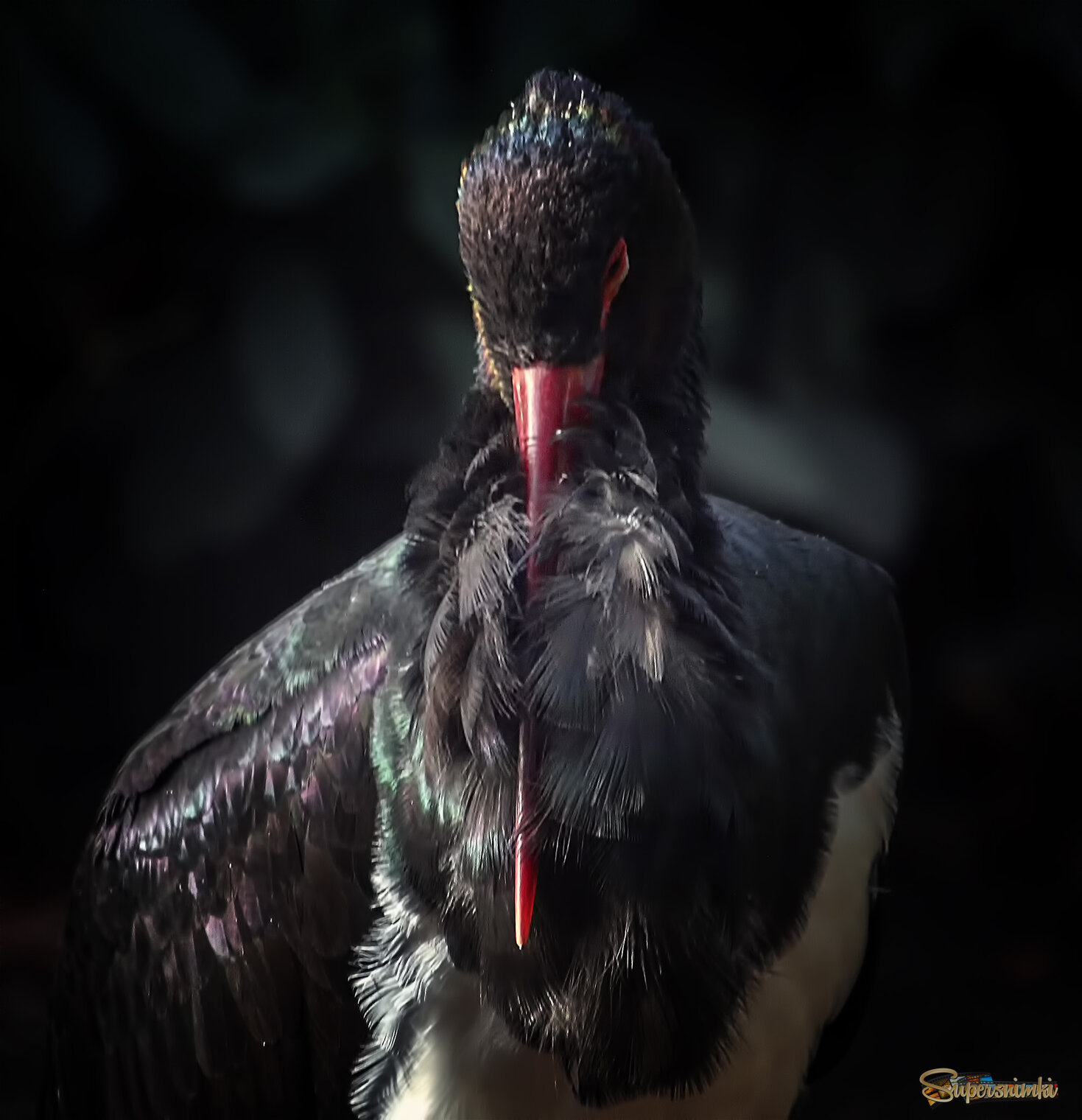 Черный аист