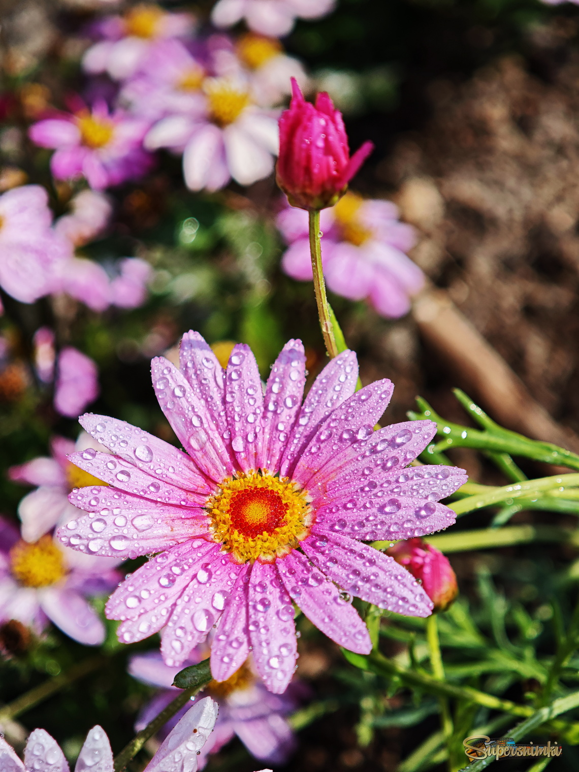 Просто весна...