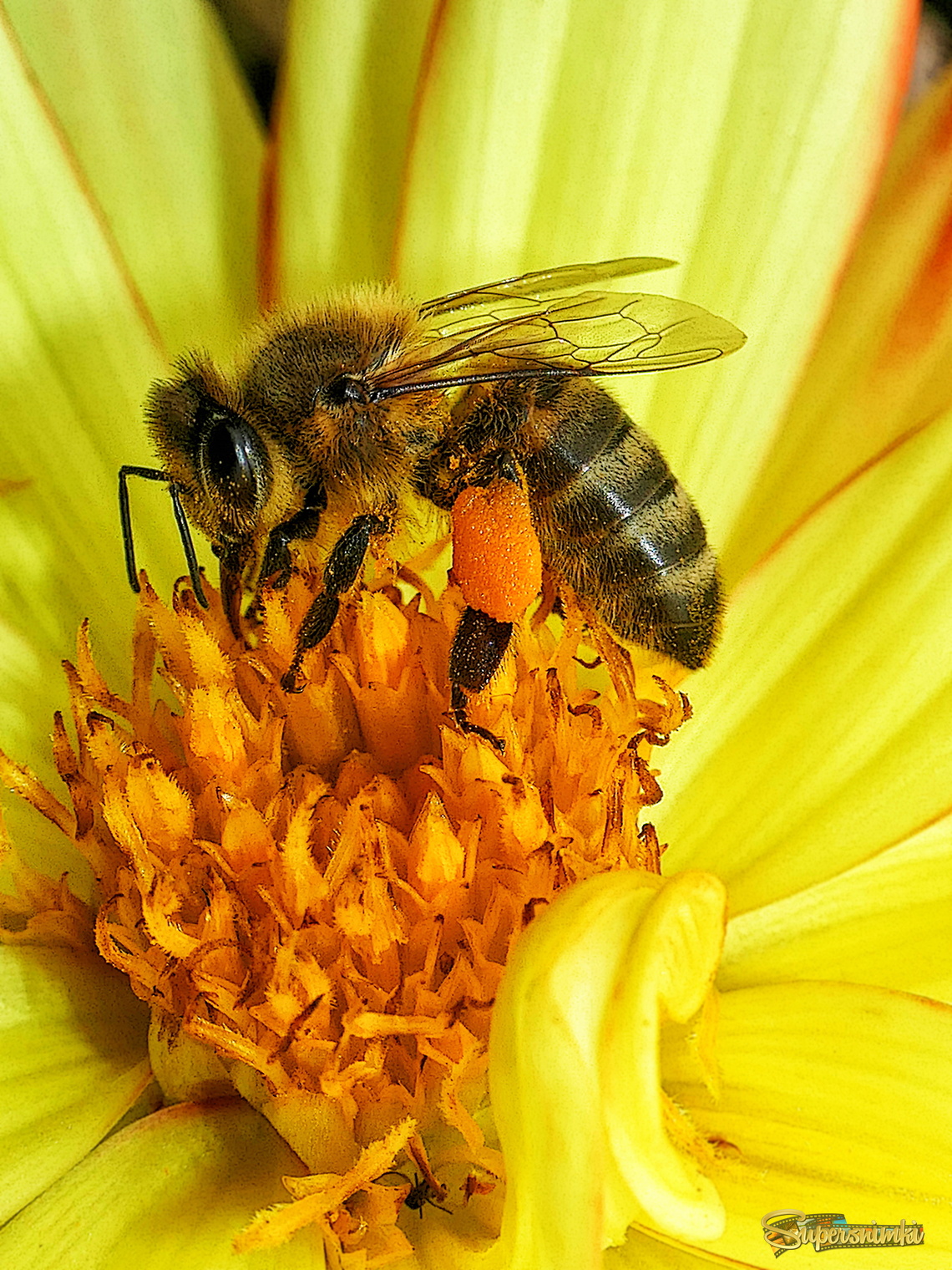 ПЧЕЛКА..
