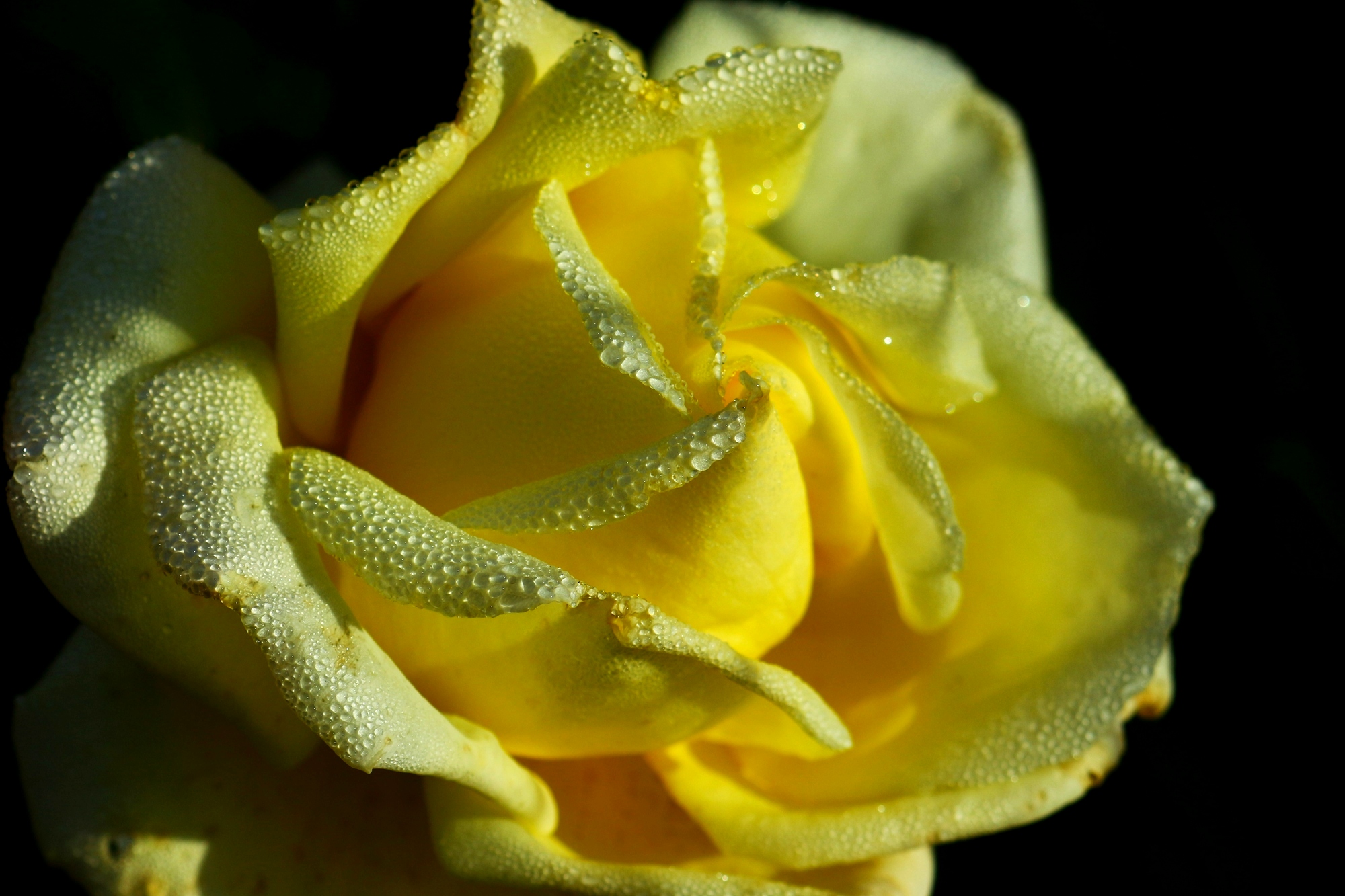 Утро жёлтой розы