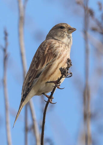 Быть или не быть... 