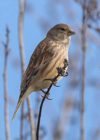 Быть или не быть... 