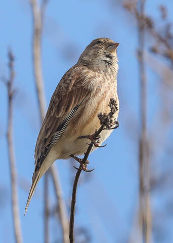 Быть или не быть... 