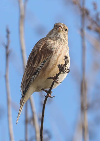 Быть или не быть... 