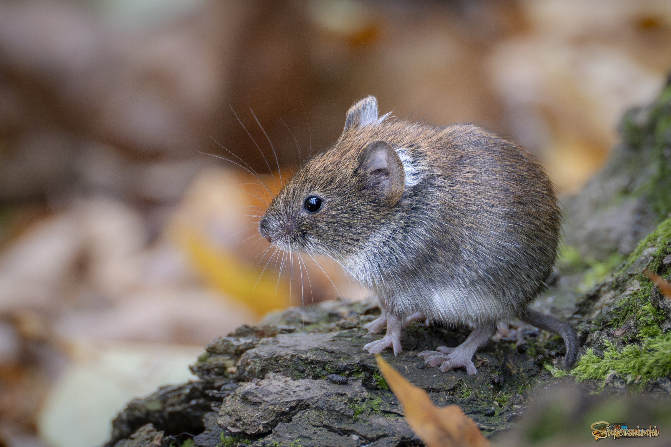 Последние теплые деньки