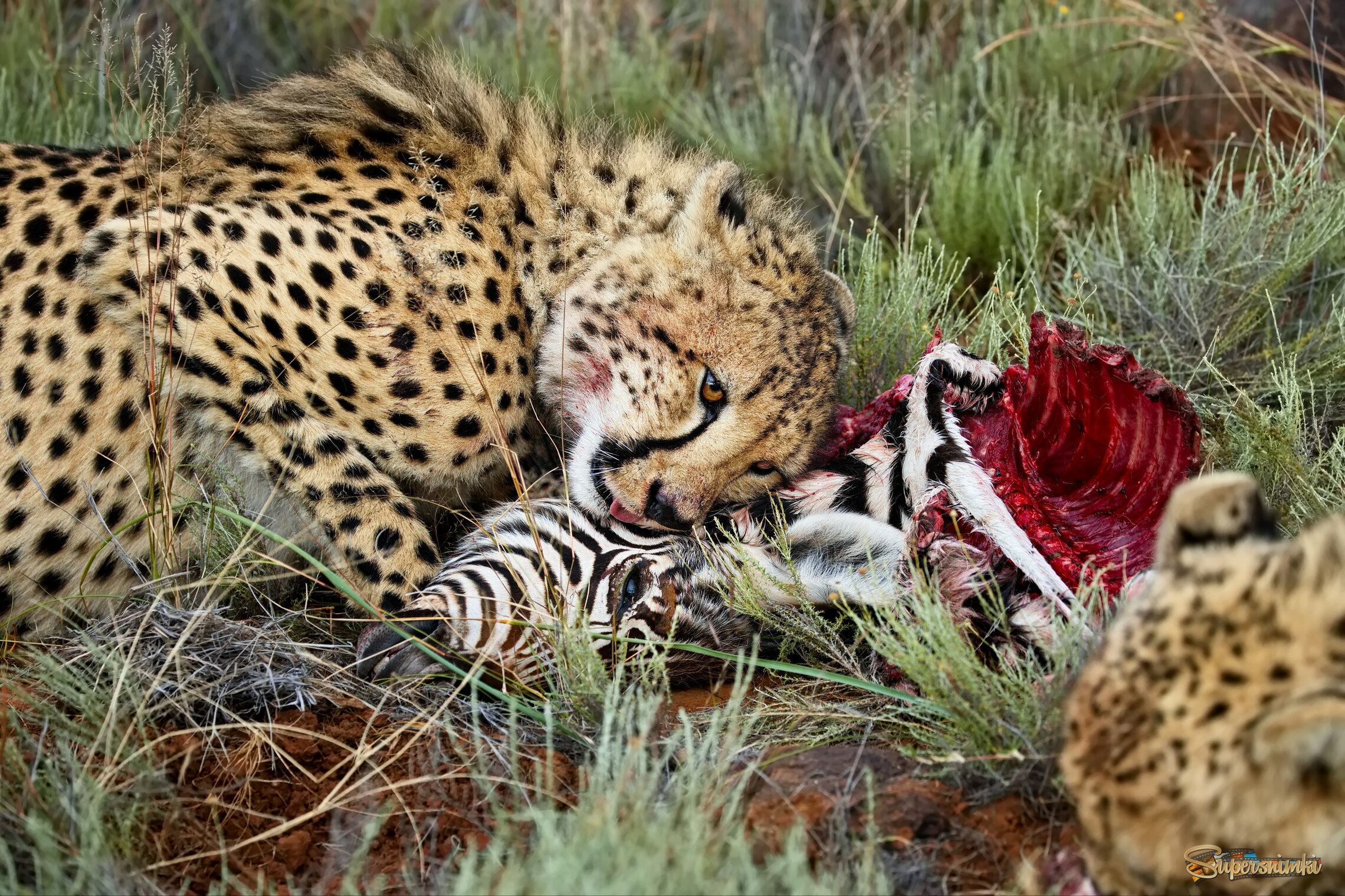 Этот безжалостный дикий мир...