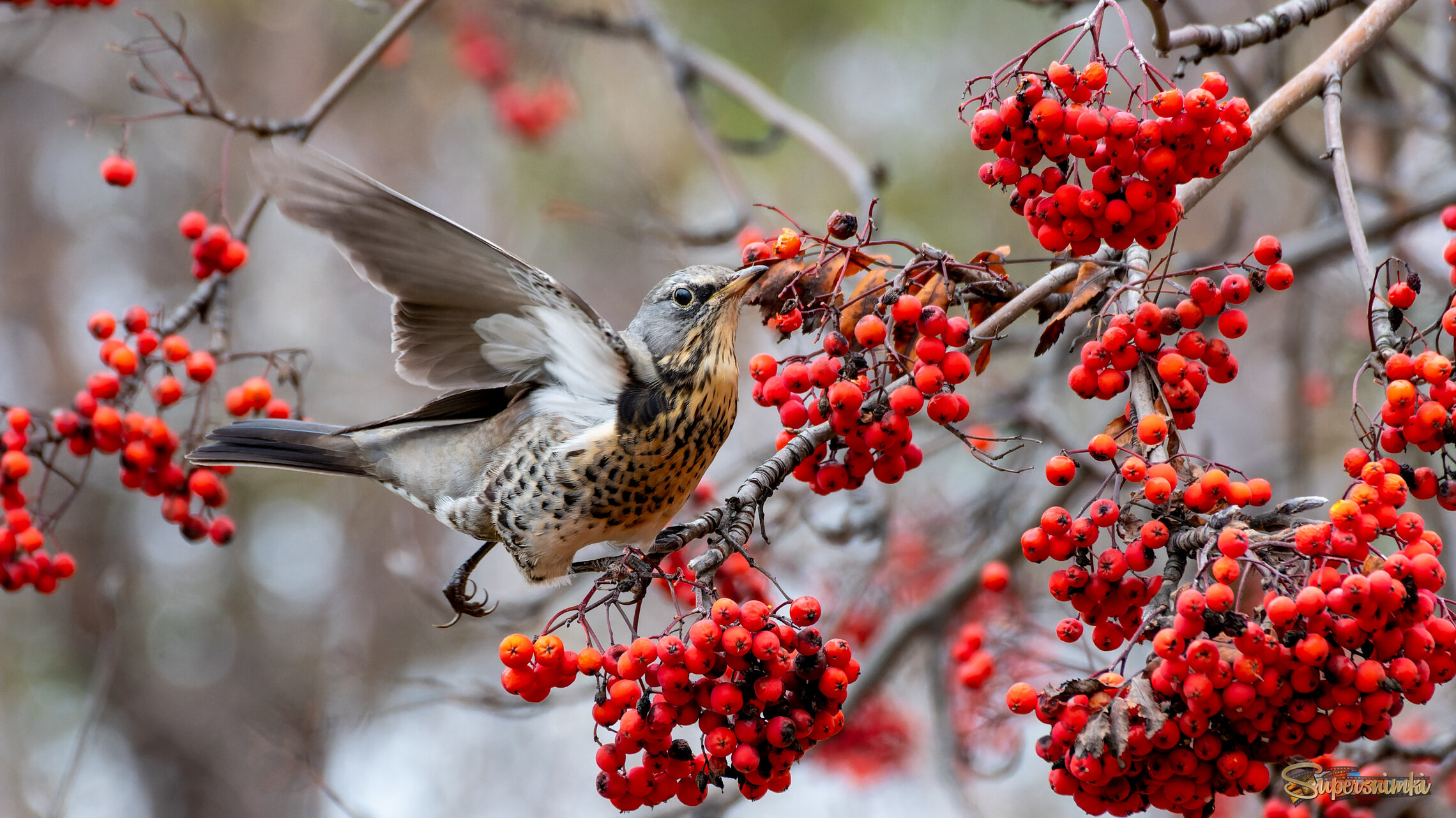 Дрозды прилетели )))