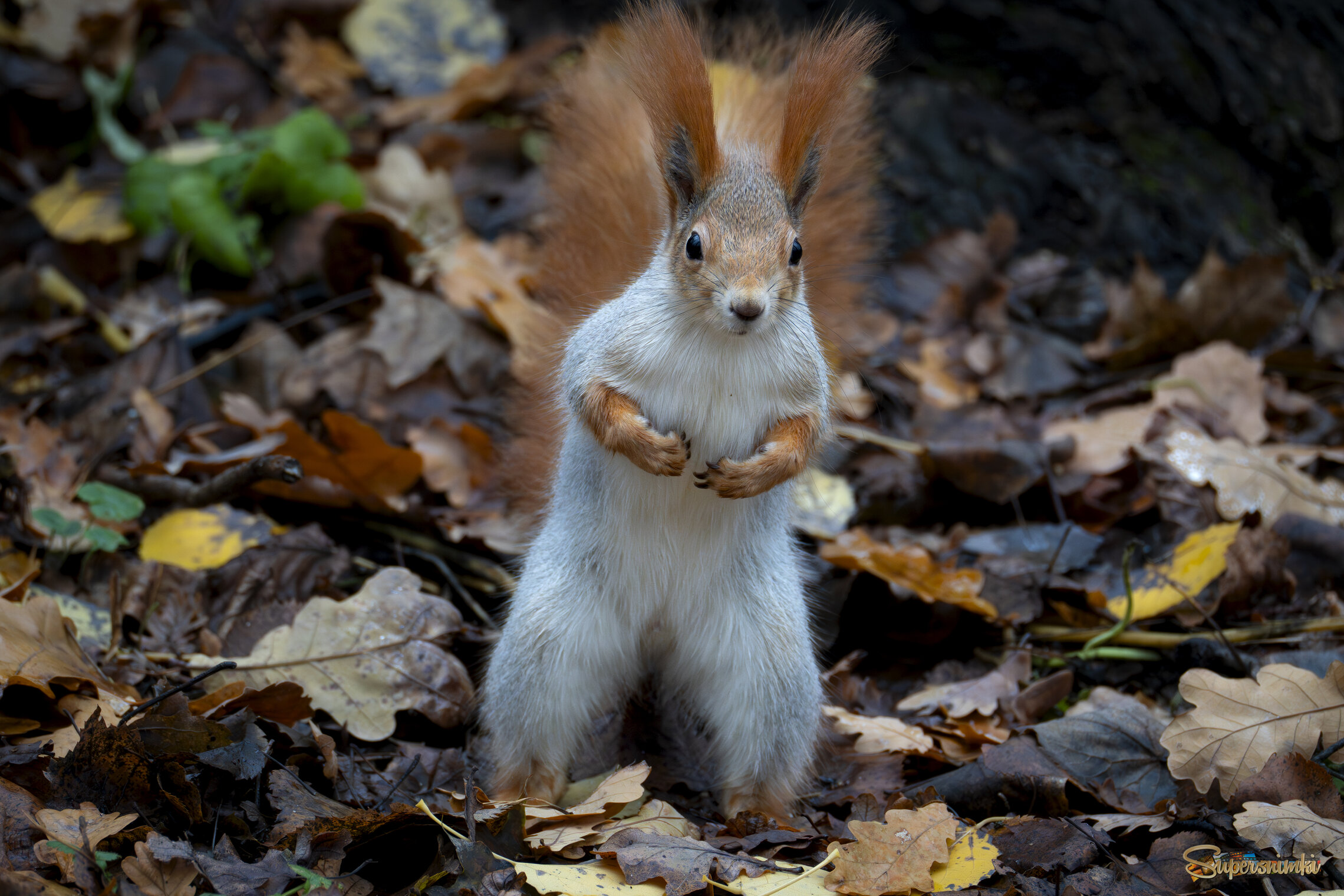 А что это вы тут делаете?