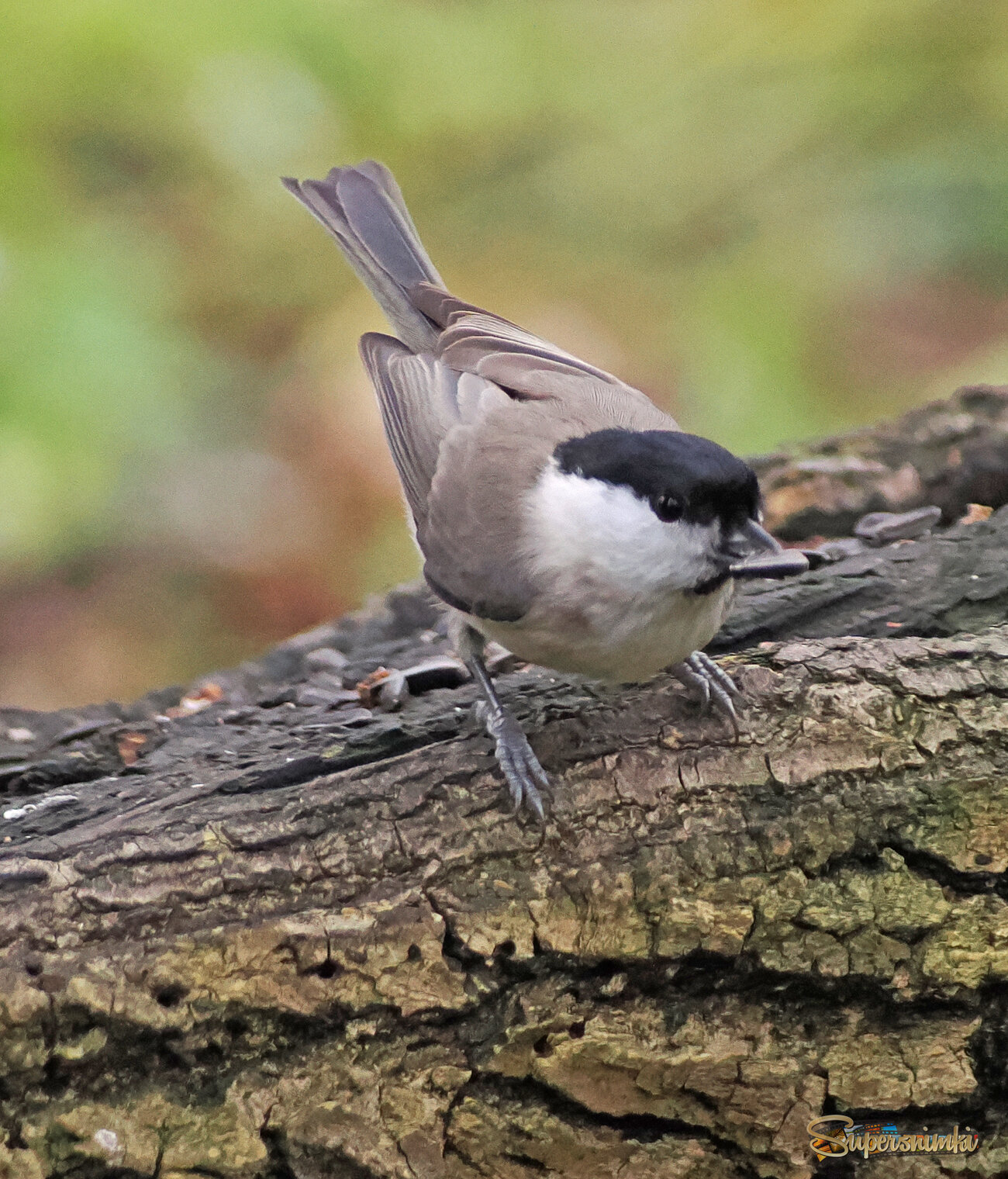 Черноголовая гаичка.