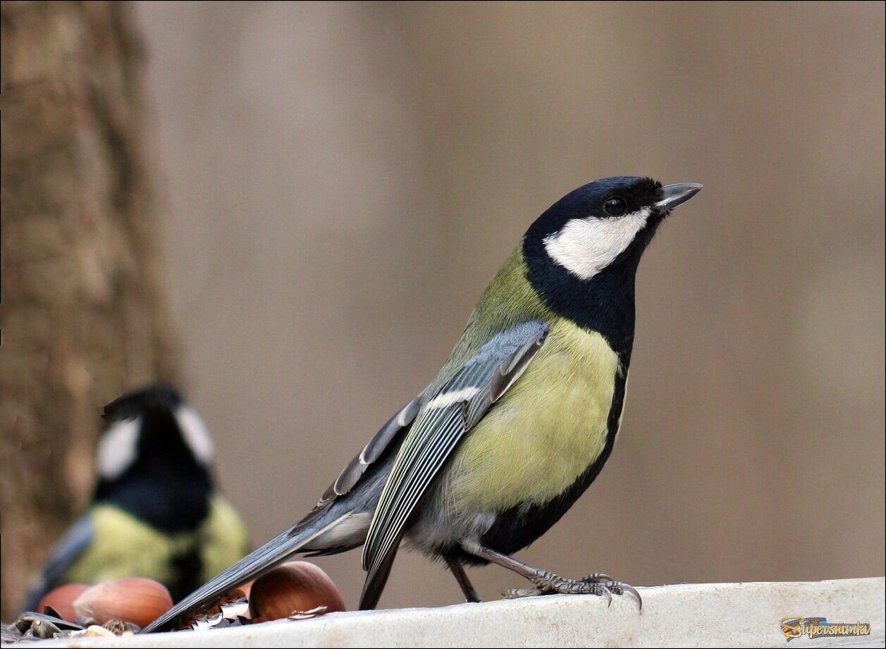 Синичка офицер