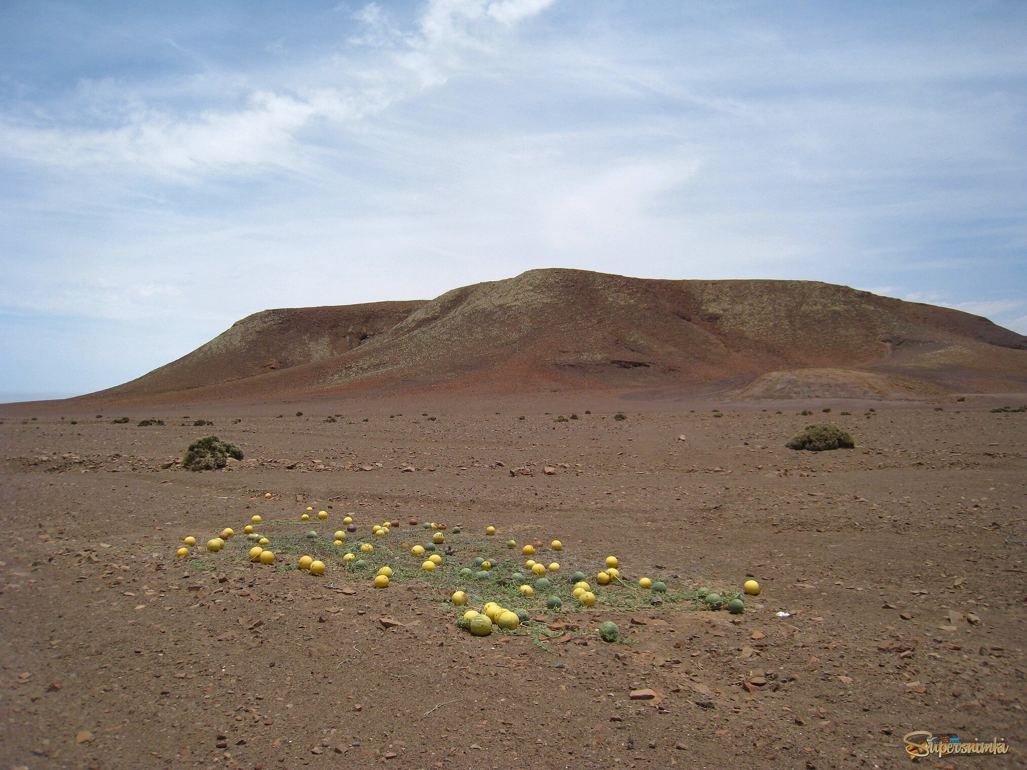 Дикие арбузы в пустыне Намиб, в Намибии.