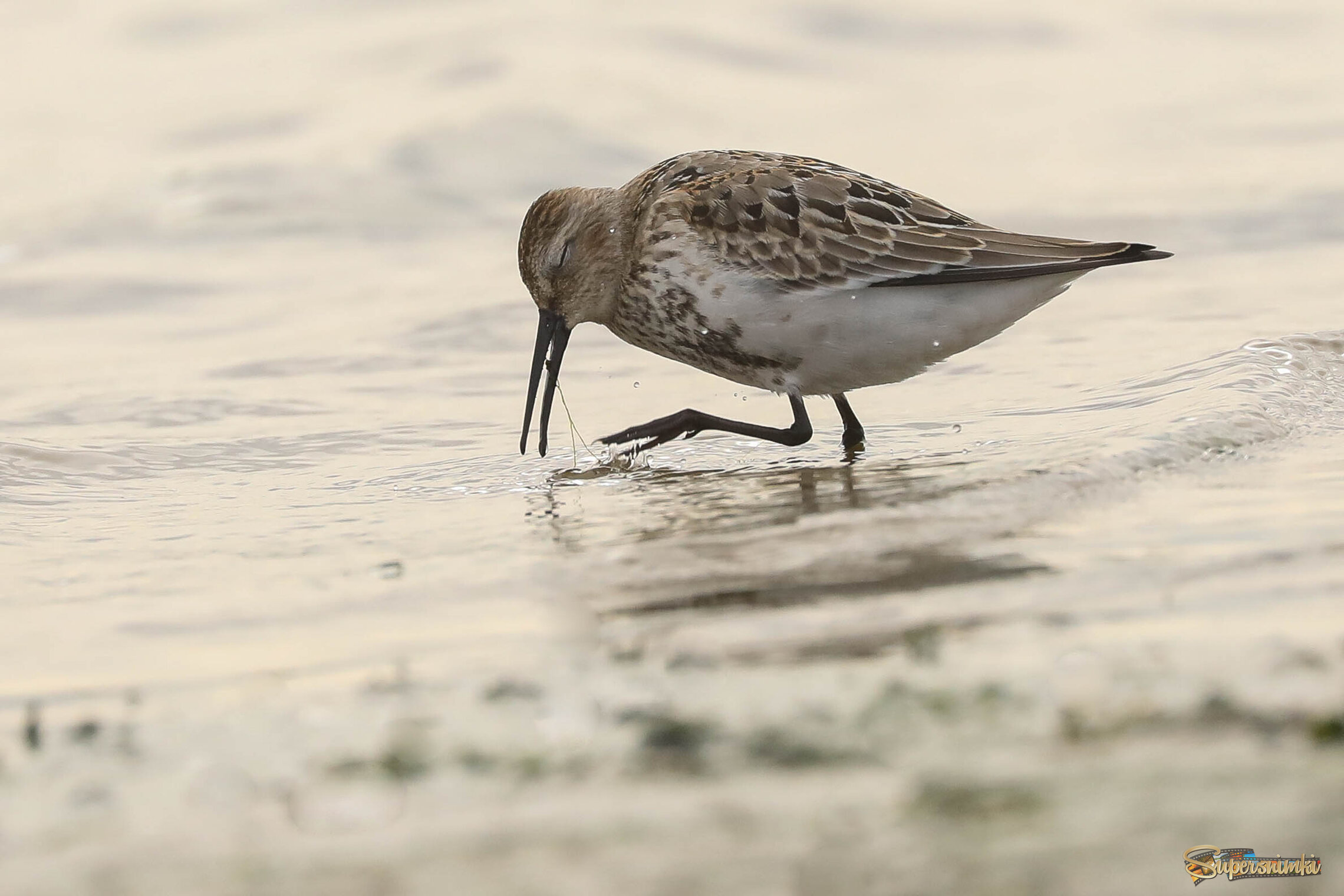 Борьба с водорослью