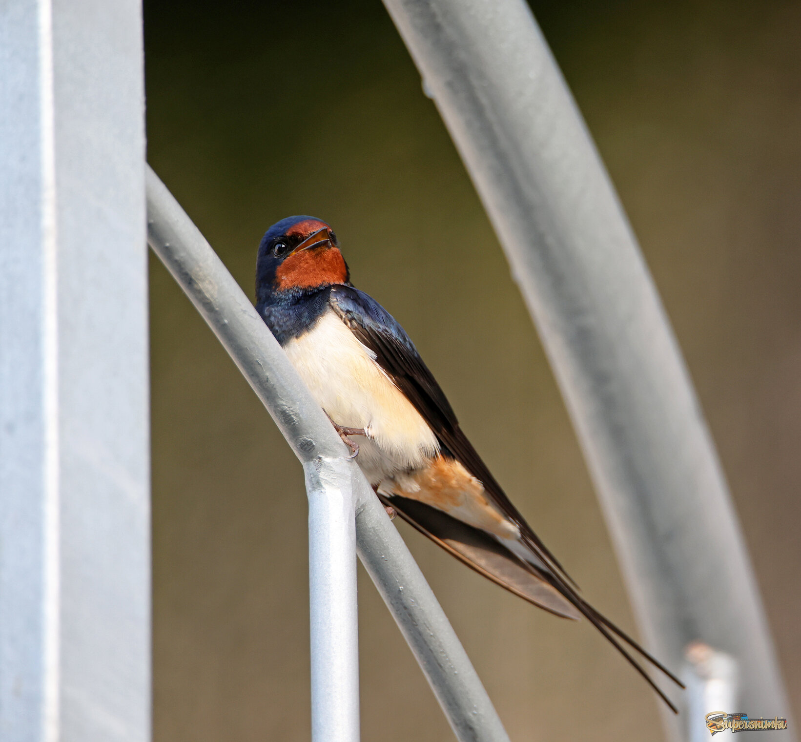 Деревенская ласточка.
