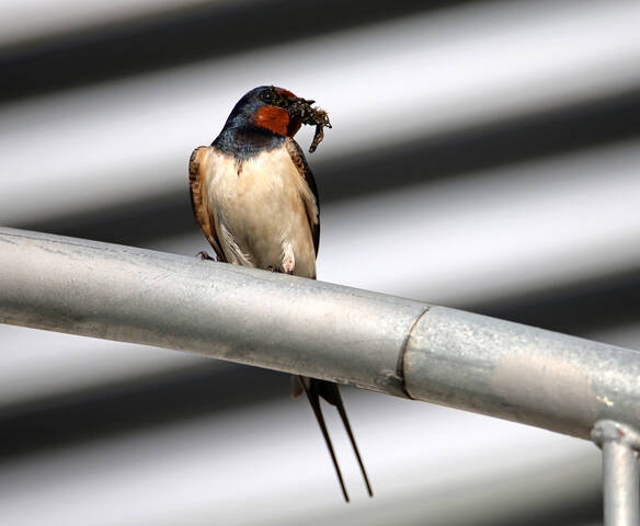 Деревенская ласточка.