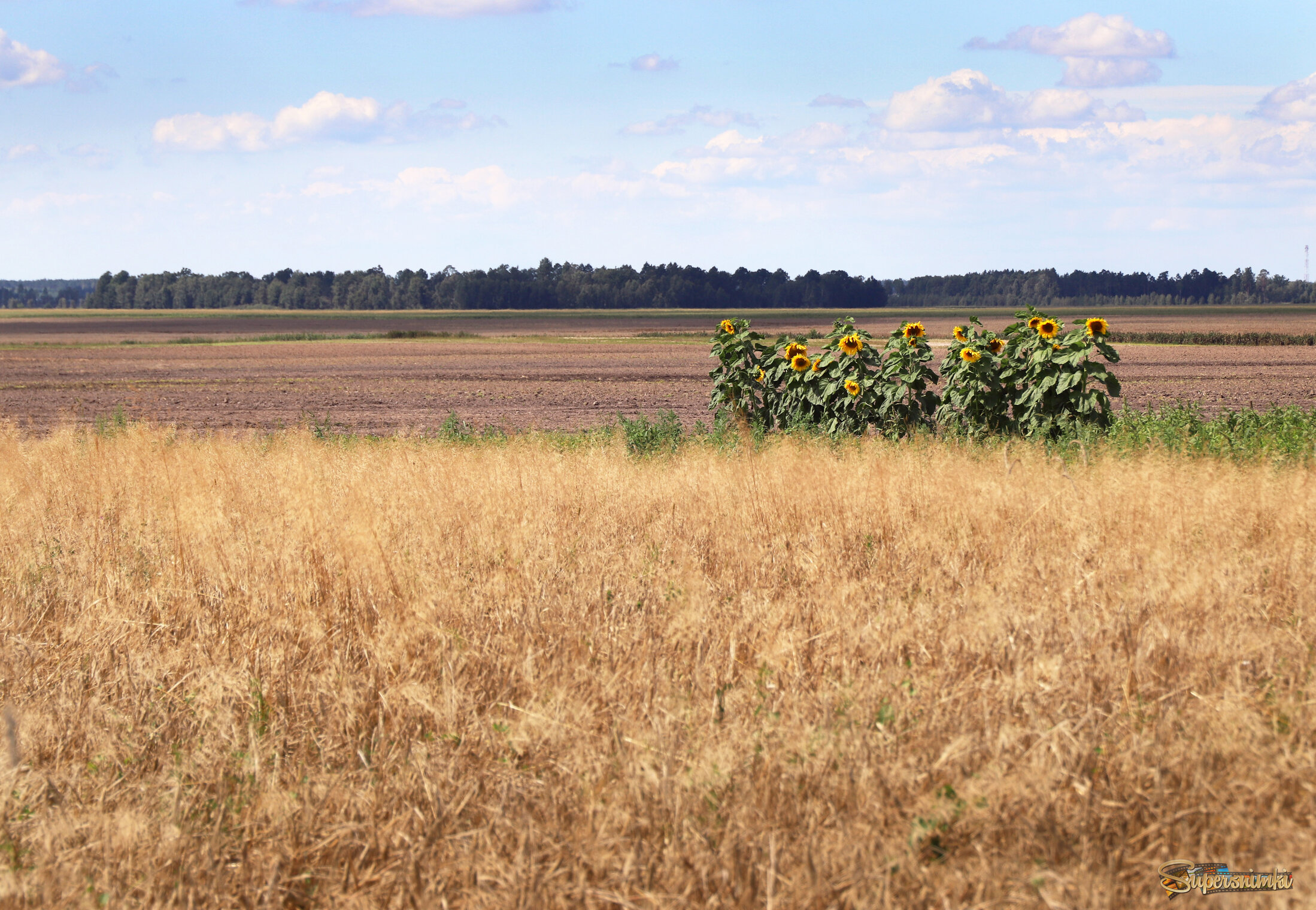 подсолнухи