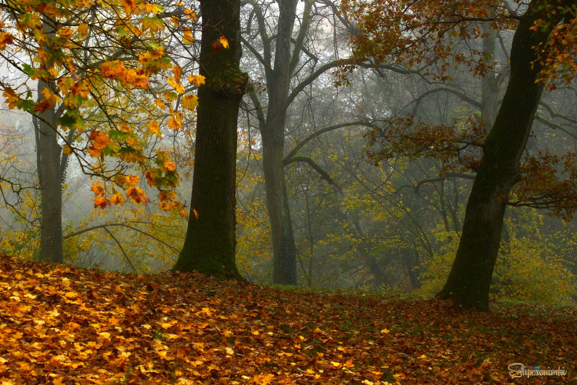 В осеннем лесу