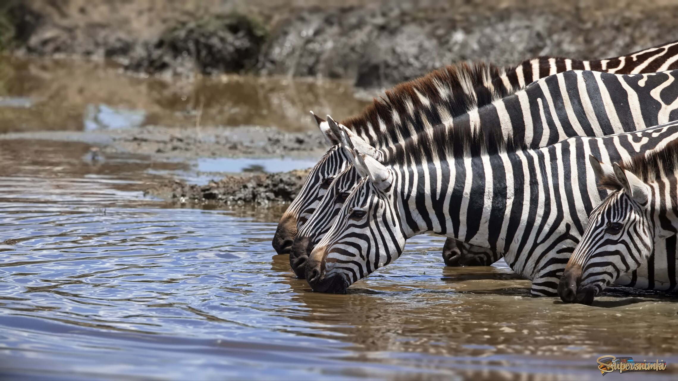 Дружное водопитие