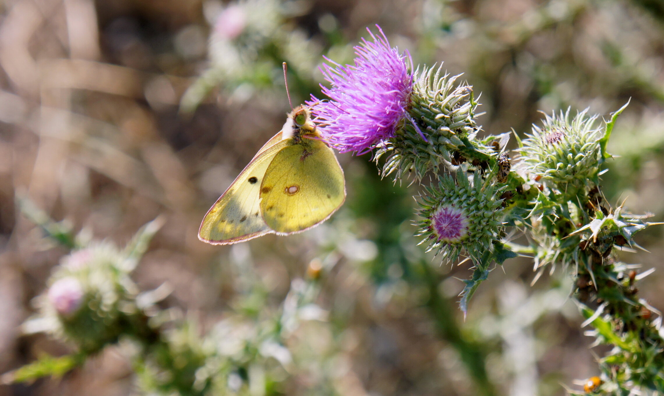 Любители нектара.