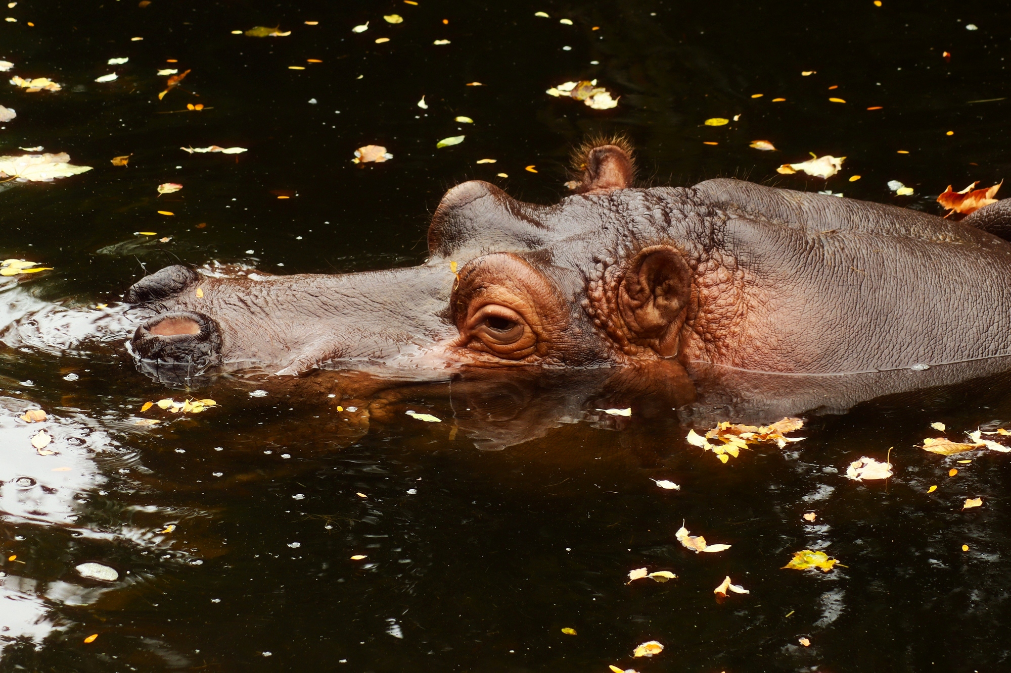 Я, как осенний лист..
