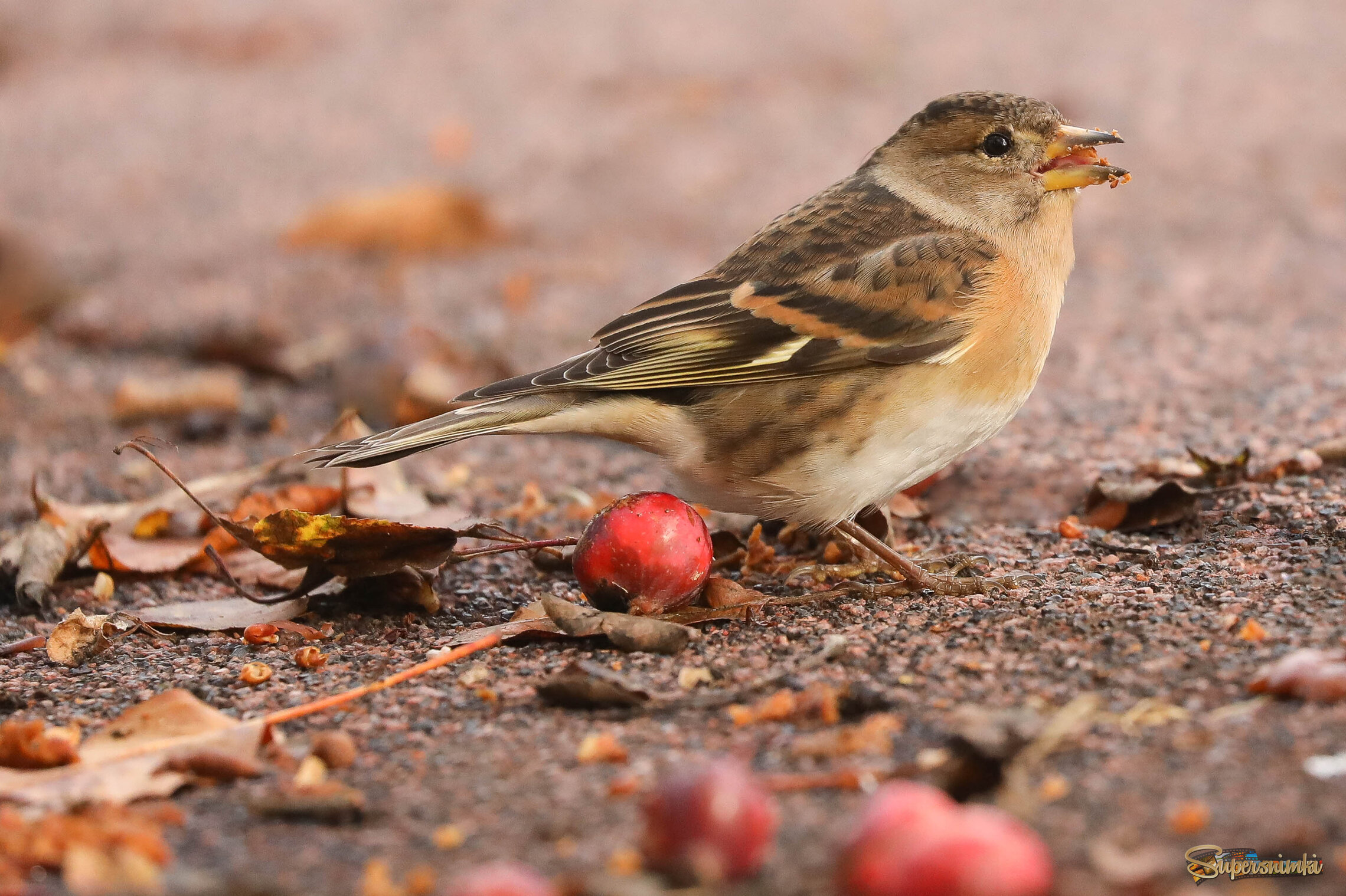Райское наслаждение