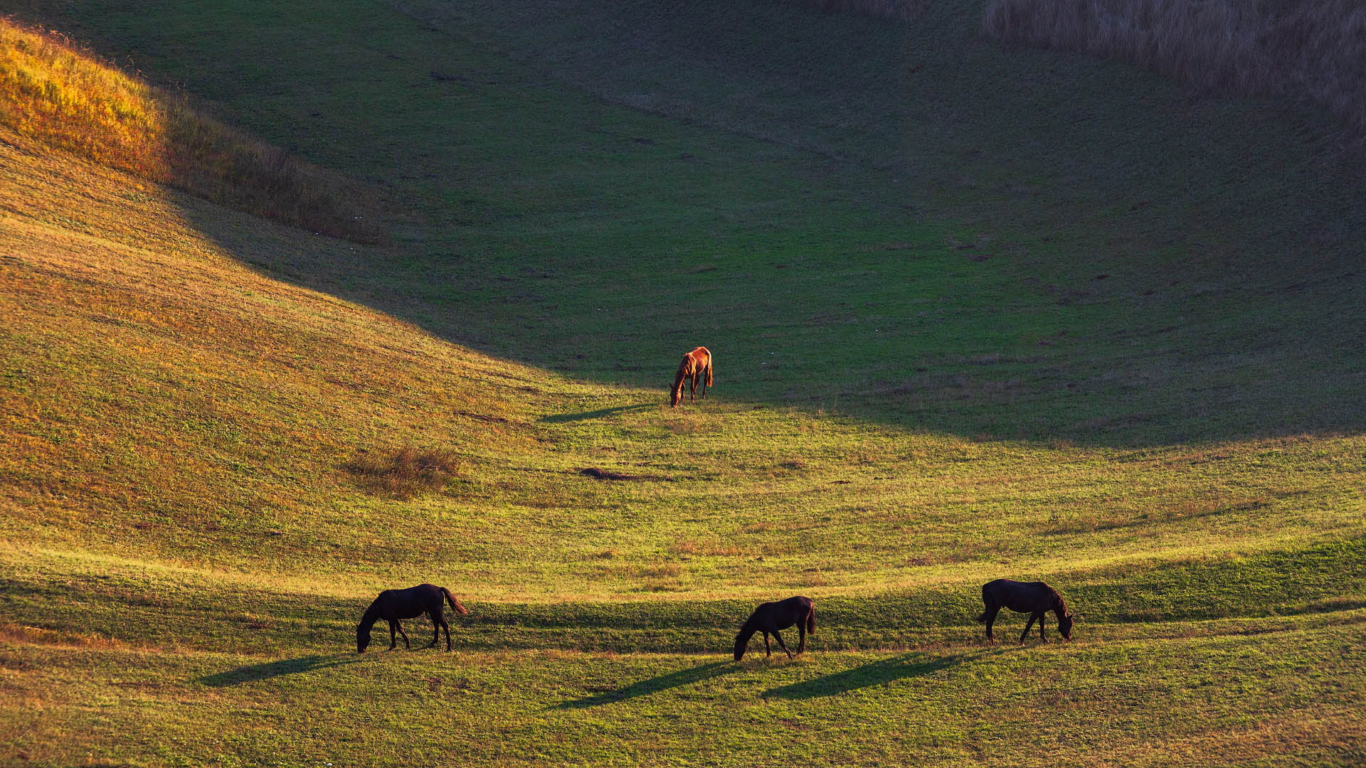 Вольный выпас