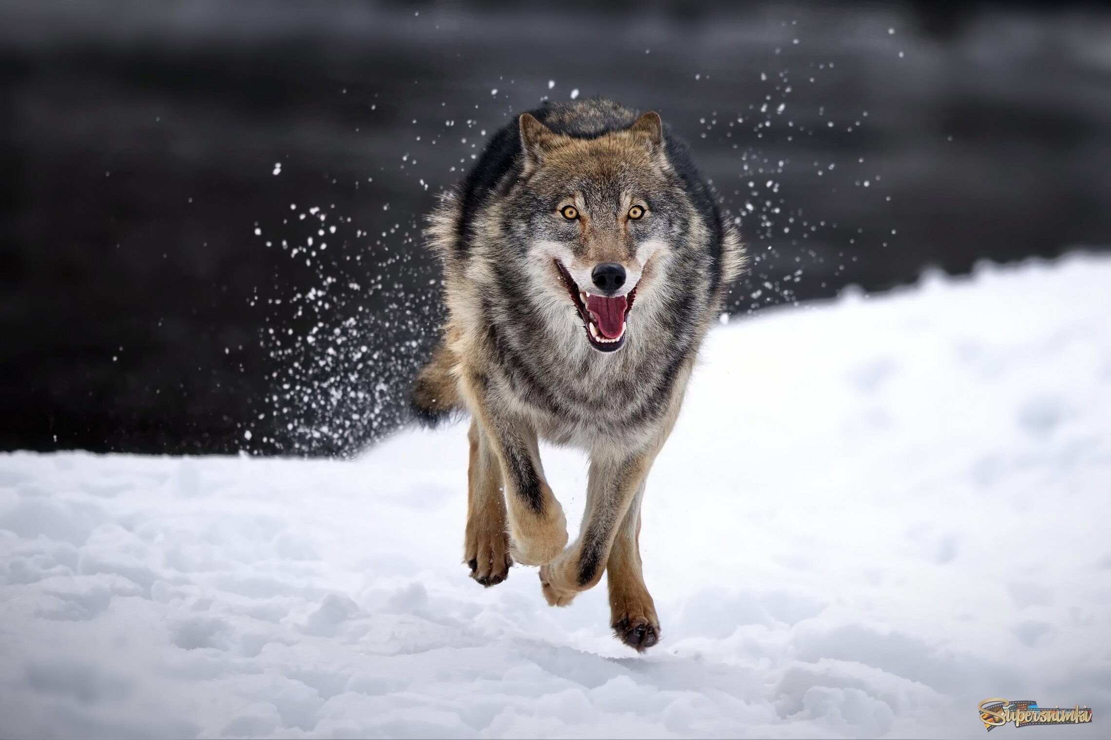 Весёлая пробежка