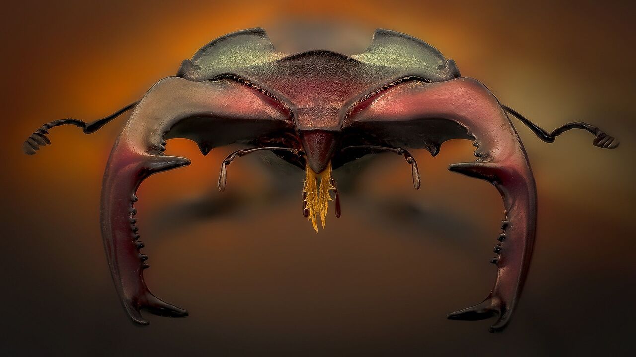 Lucanus cervus