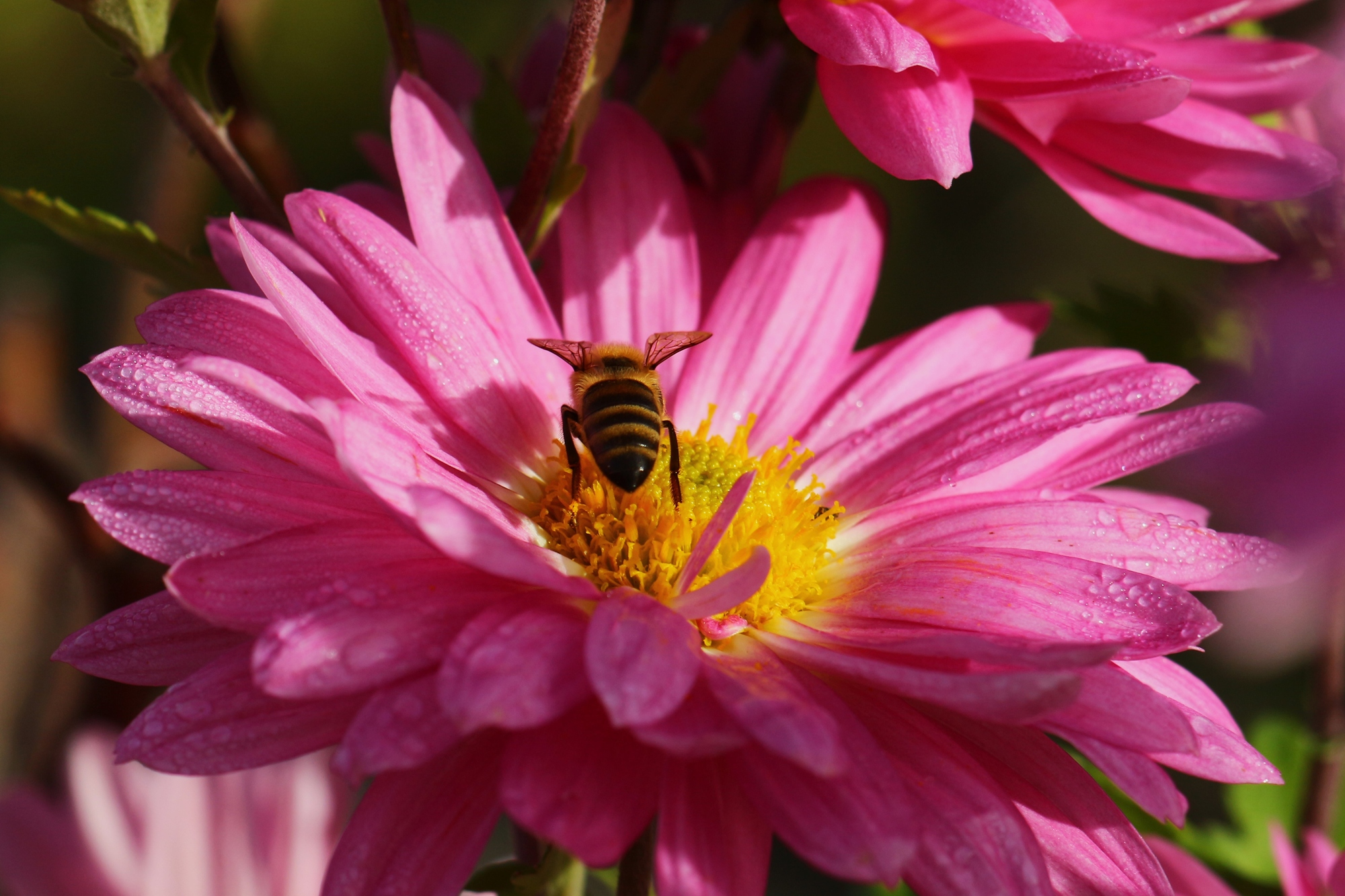 Солнечный ноябрь