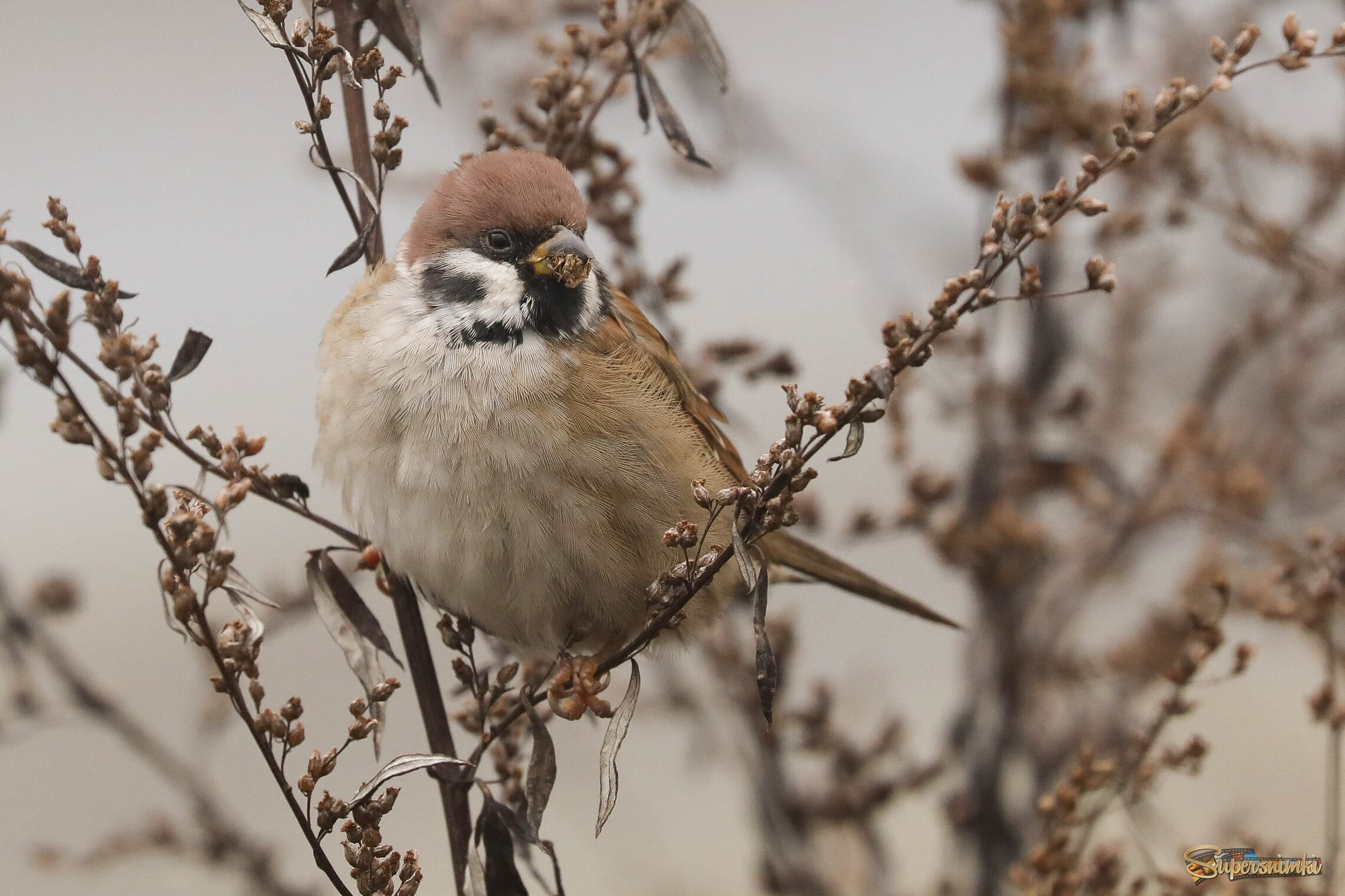 Столько еще не съедено!
