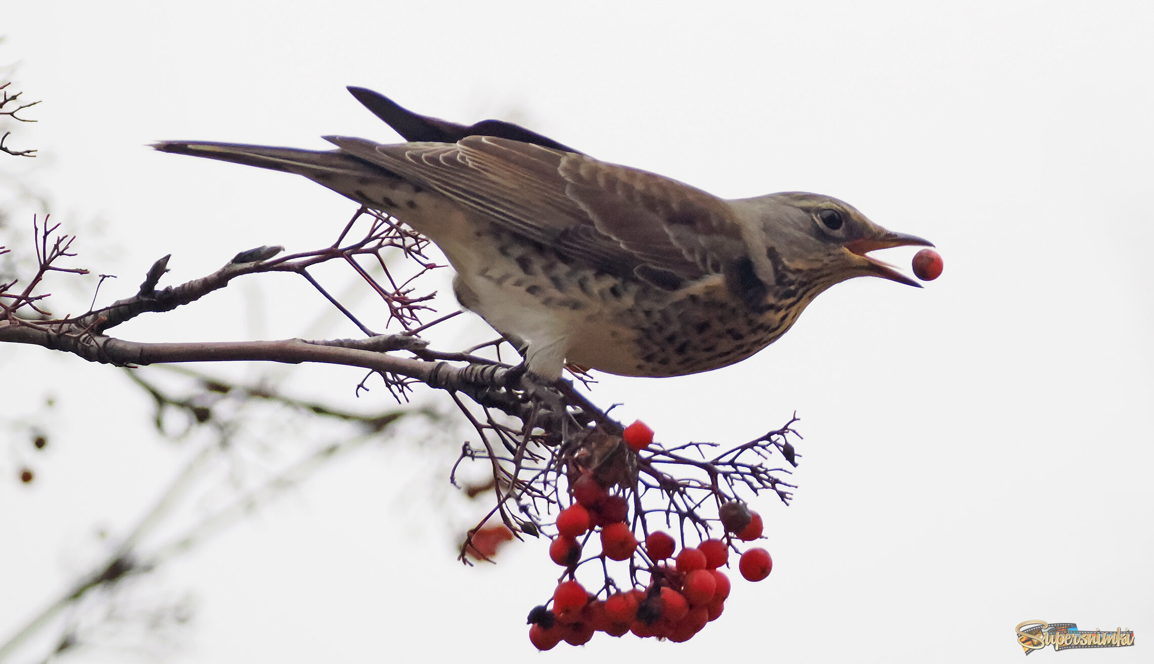 Дрозд-рябинник.