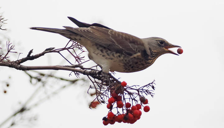 Дрозд-рябинник.