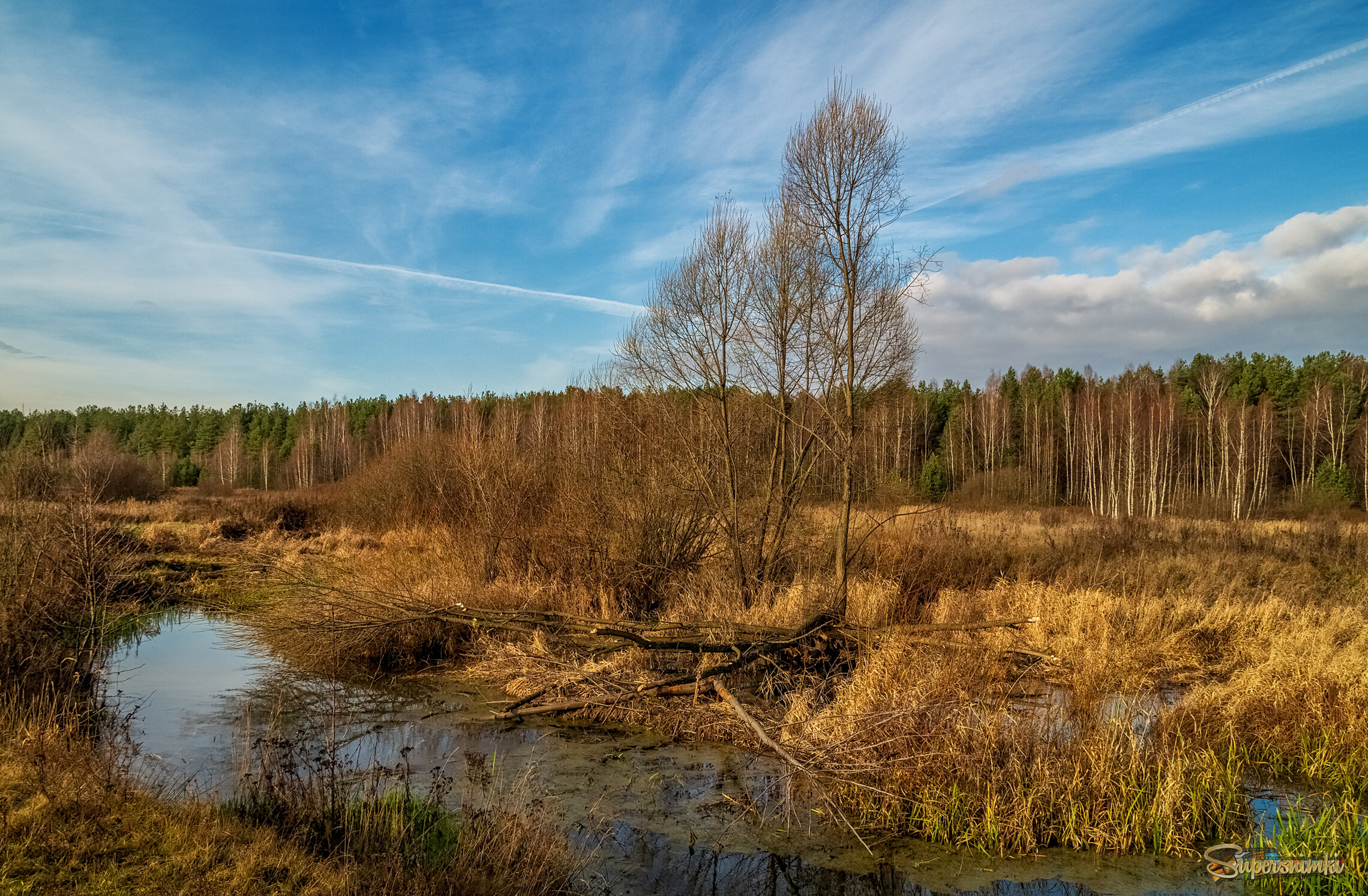 Бобер постарался 
