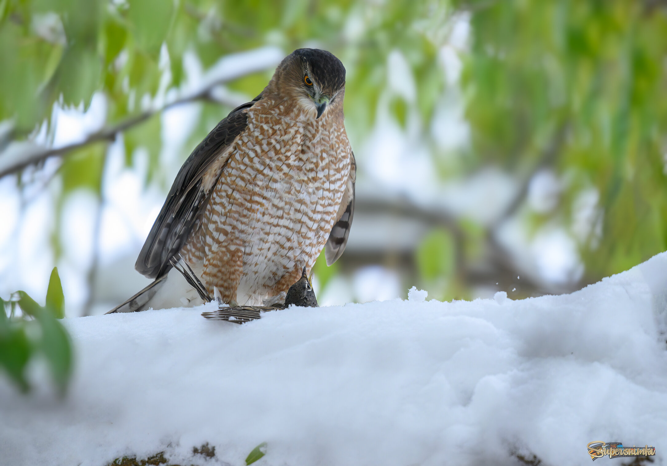 Cooper's hawk