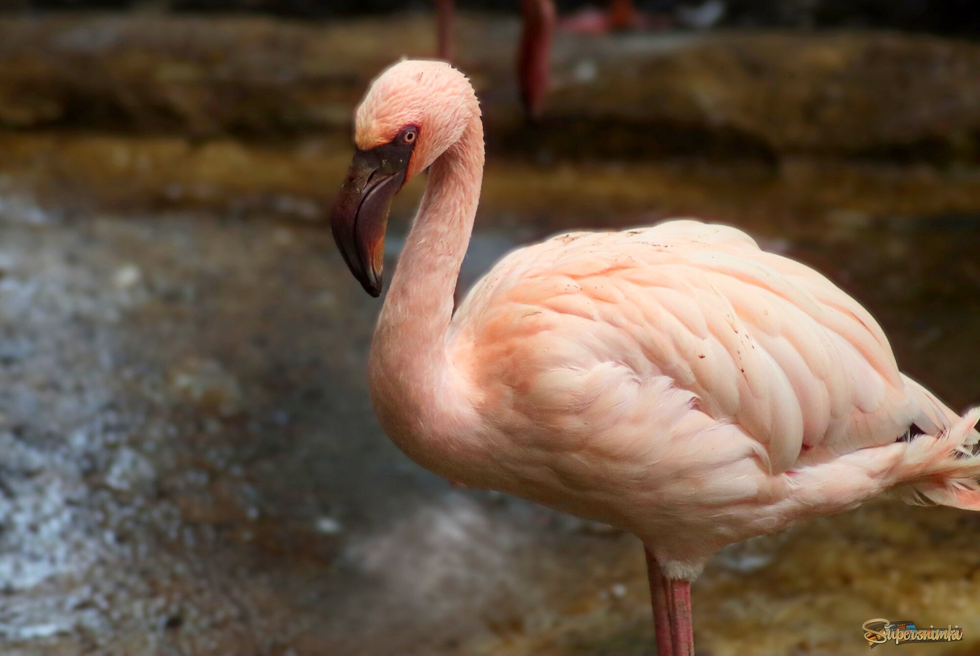 Грустный фламинго