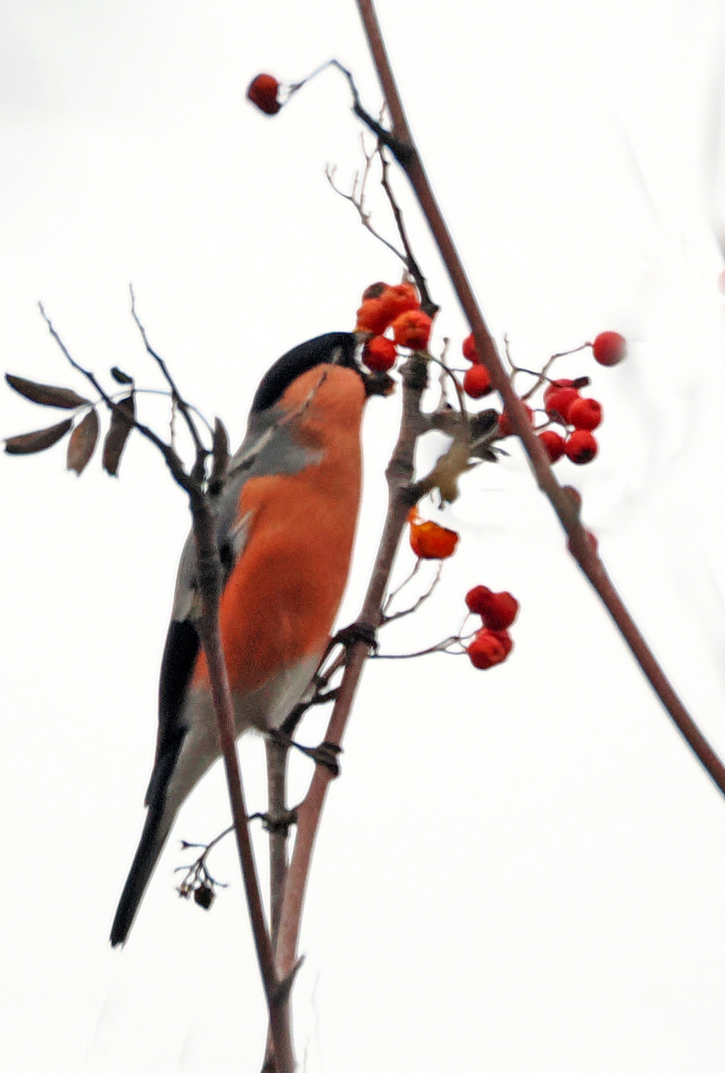 Обыкновенный снегирь.
