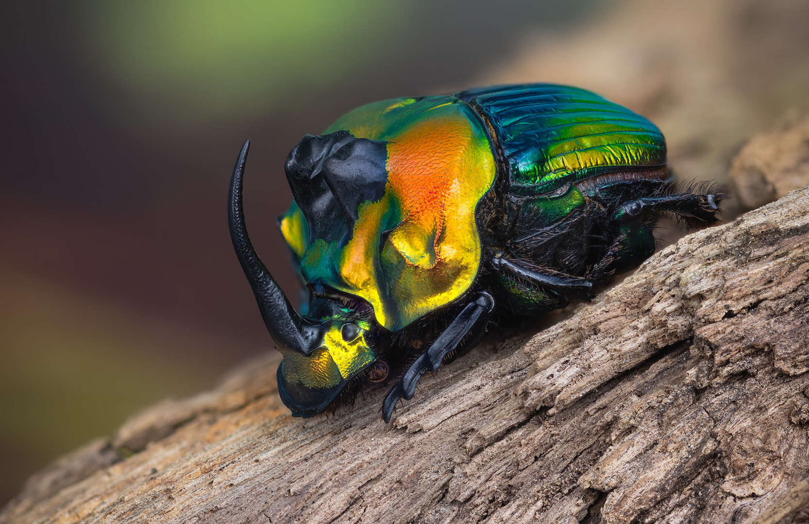Sulcophanaeus imperator - male