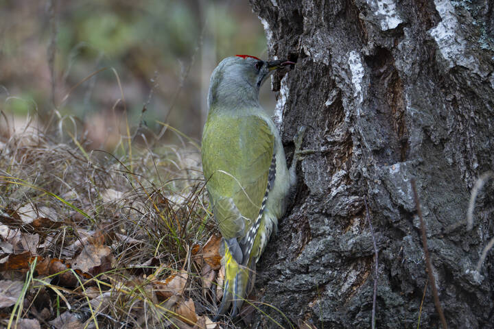 Седой дятел