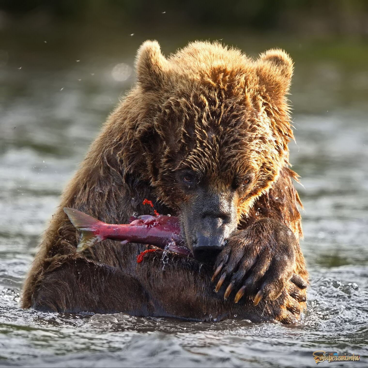 И когда уже с черной икрой попадется!?)