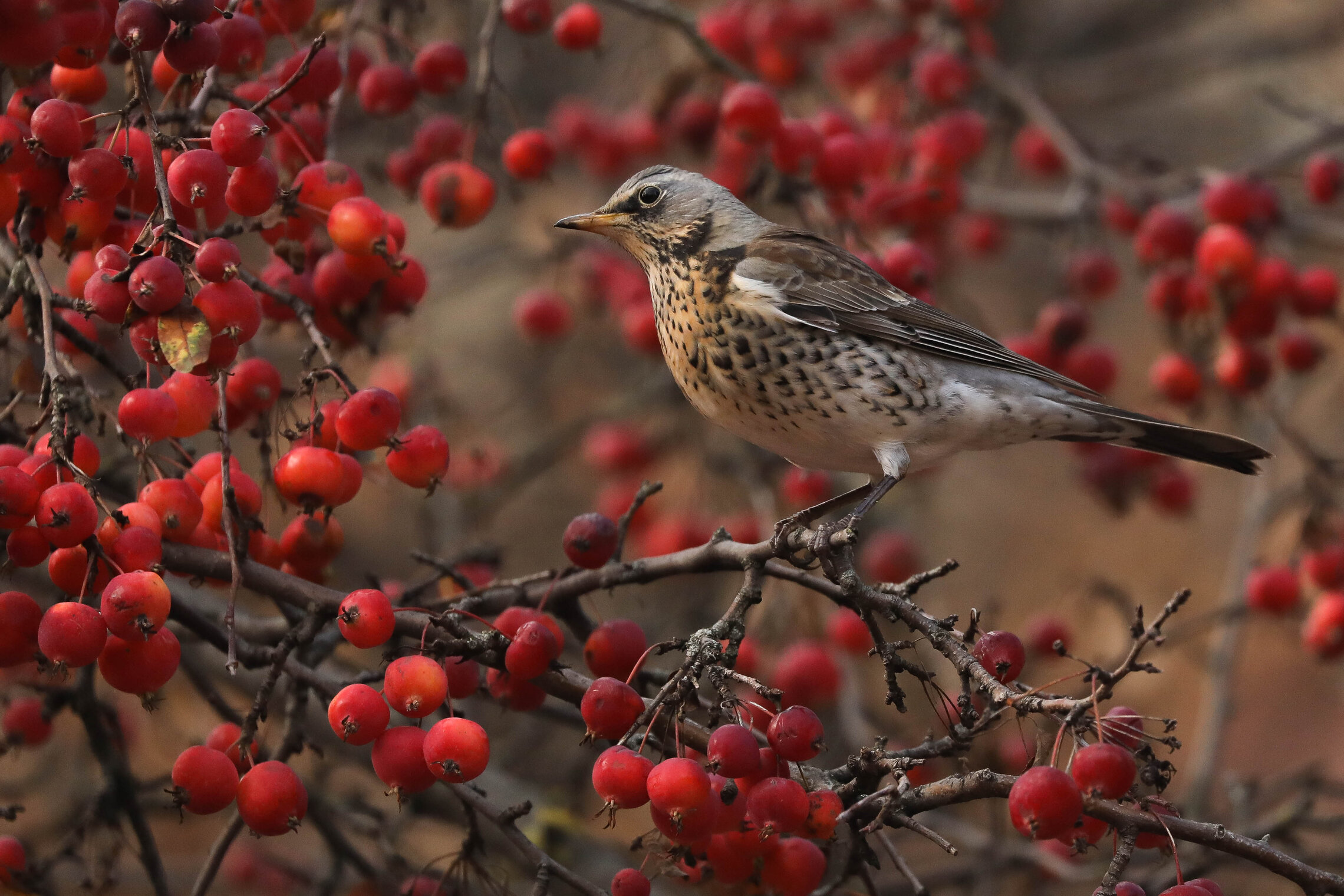 Ты как думаешь? Лететь?