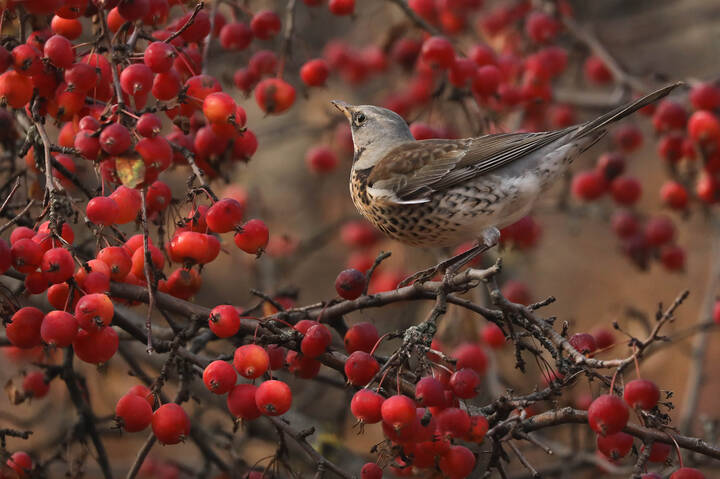 Ты как думаешь? Лететь?
