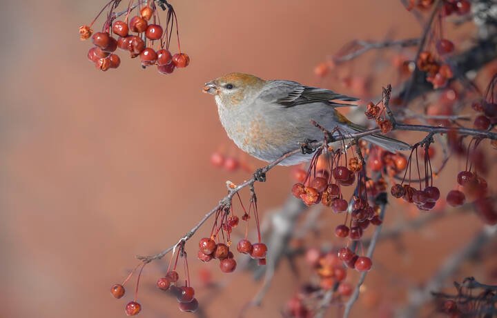 Pine grosbeak (f)
