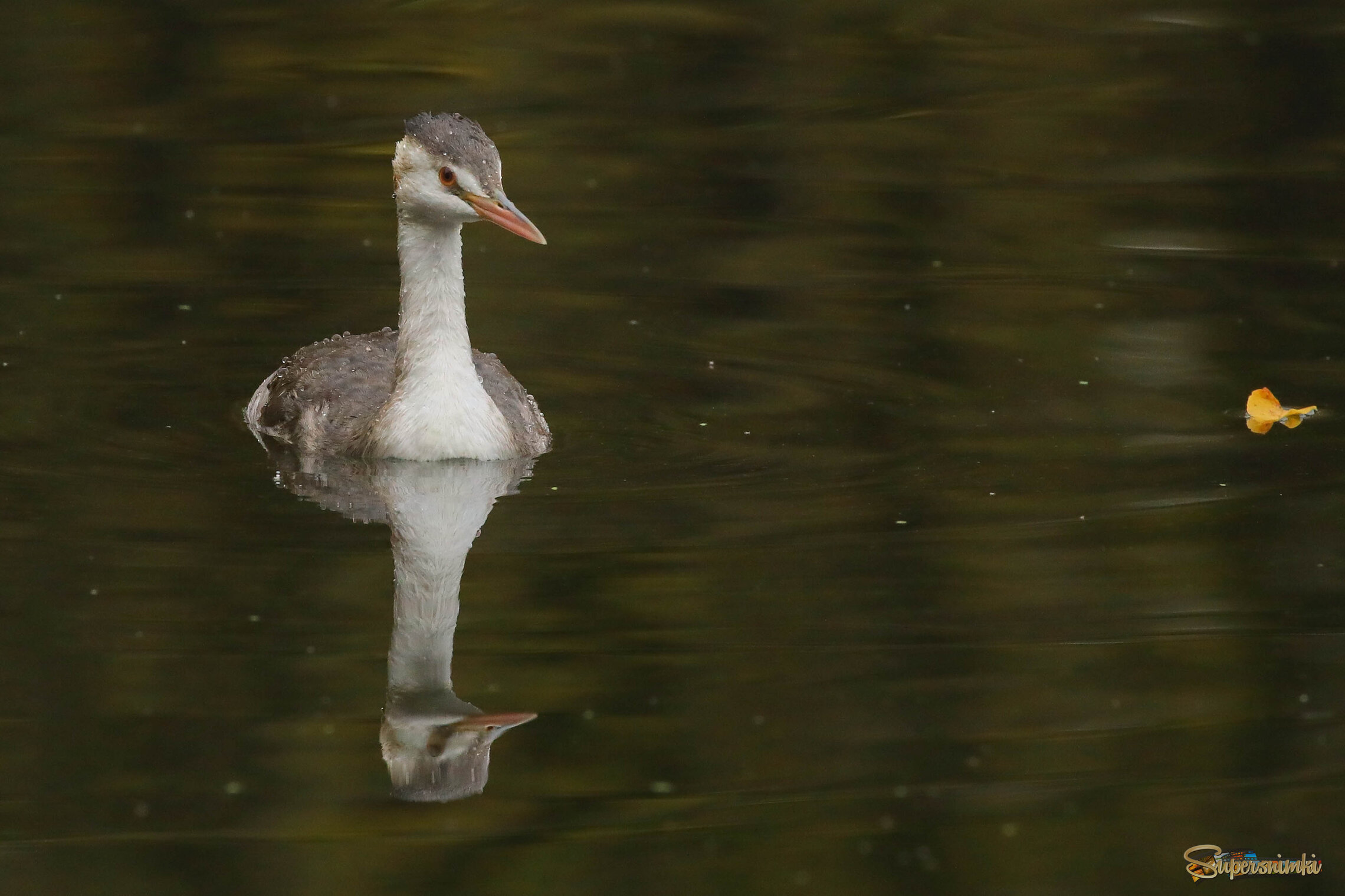 Красота молодости