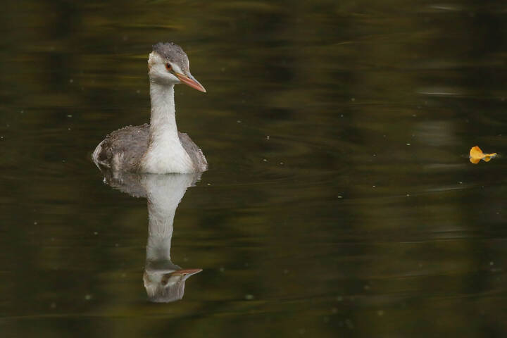 Красота молодости