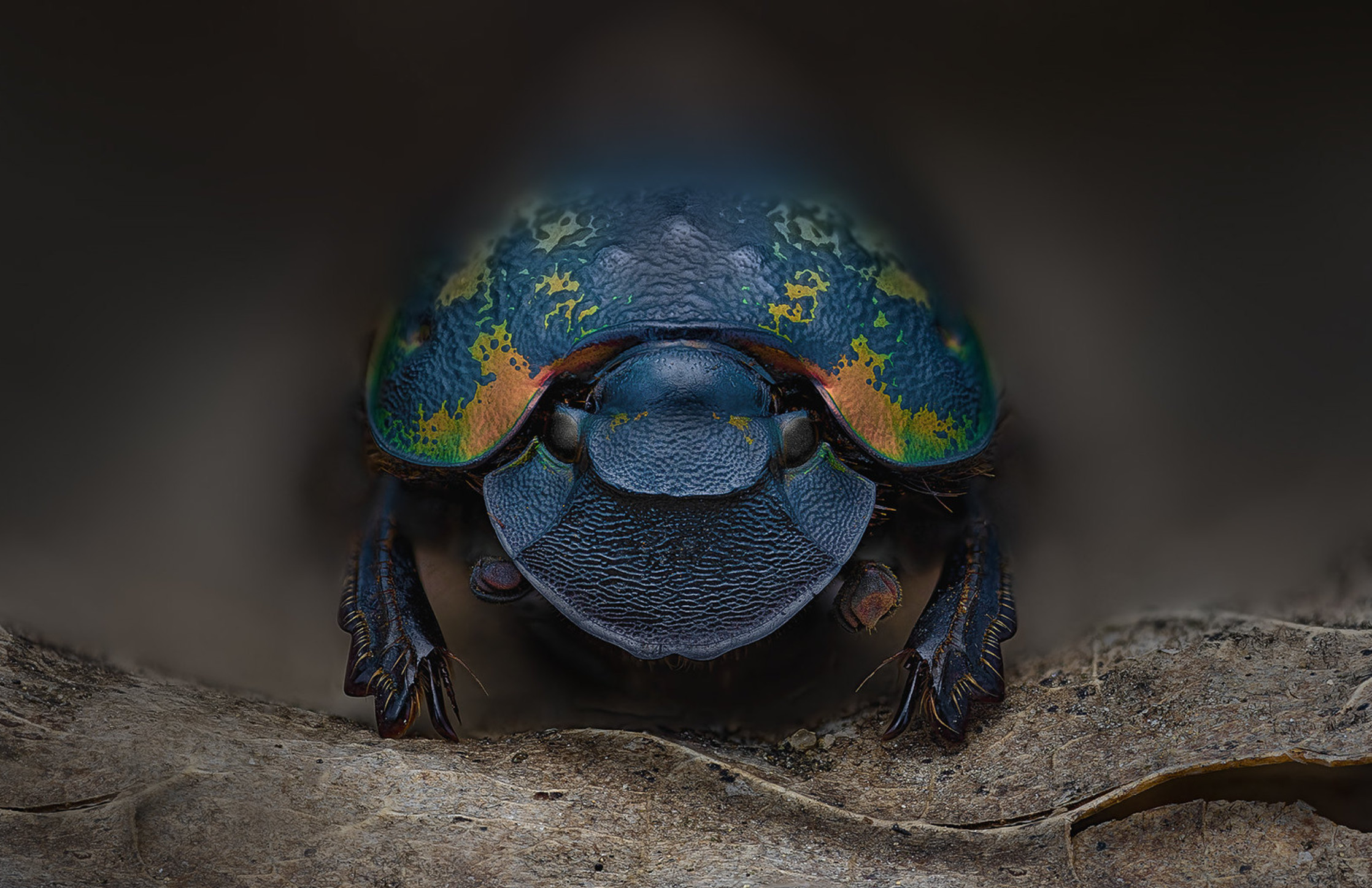 Phanaeus meleagris minos