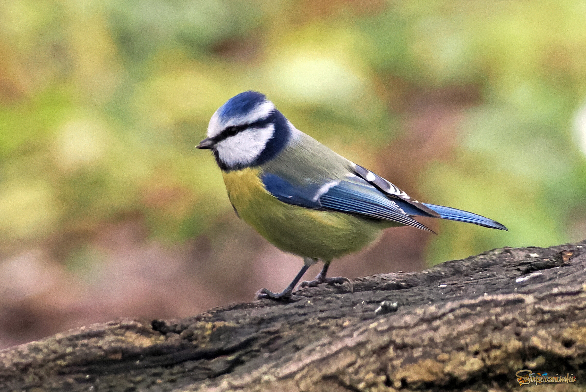 Обыкновенная лазоревка.